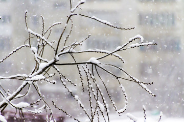 The snow on the branches of a tree