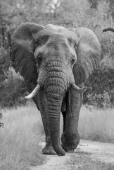 Large Bull Elephant, Sabi Sands Game Reserve, South Africa