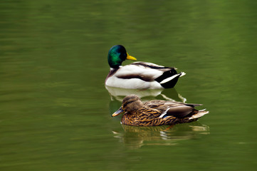 Coppia di anatre selvatiche nel lago