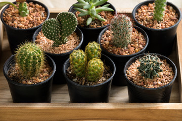 The cactus in pot on wooden box