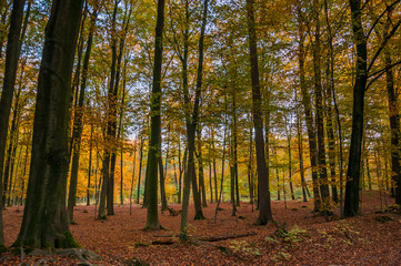 Obraz premium Herbst in der Haard