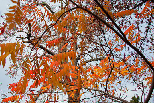 Essigbaum in Herbstfarben.4