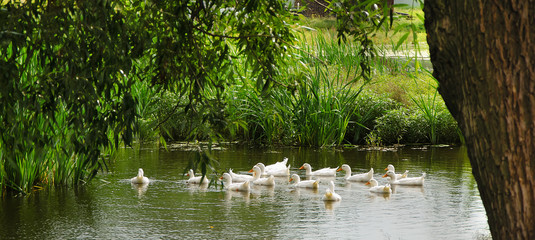 ducks swim in a pond in the village