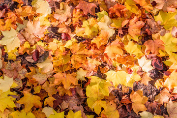Autumn Leaves Background.  Colorful autumn