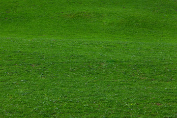 green grass.  Background of a green grass