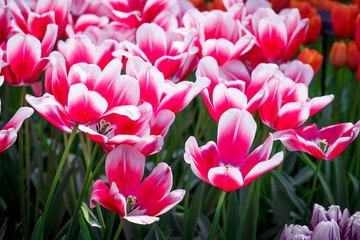 colorful flowers abstract background. tulips