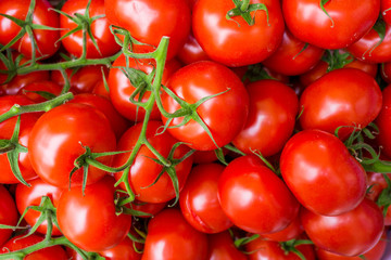 red tomatoes background. Group of tomatoes