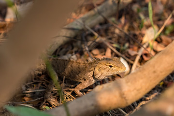 Lizard on the ground,Thailand