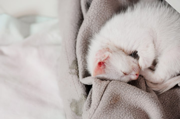 Fototapeta na wymiar Cute white color tabby kitten curled up sleeping on the terry towel