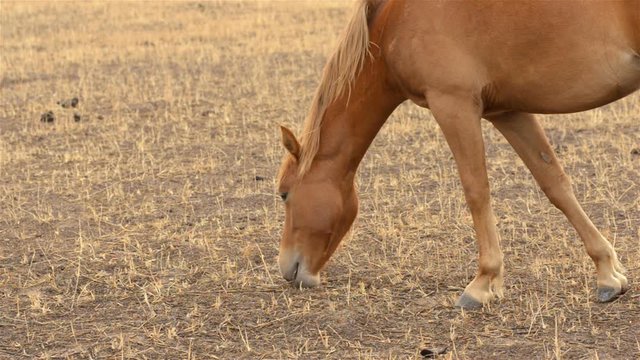 A horse grazing on dry grass in a paddock on an Australian farm in summer.