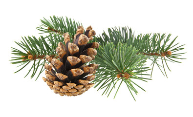 Christmas tree branch and pine cone