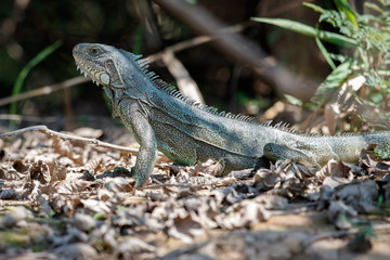 Wild green iguana close up in the nature habitat, wild brasil, brasilian wildlife, pantanal, green jungle, iguana iguana