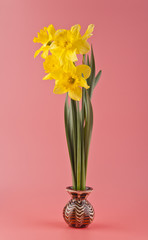 spring flowers daffodils