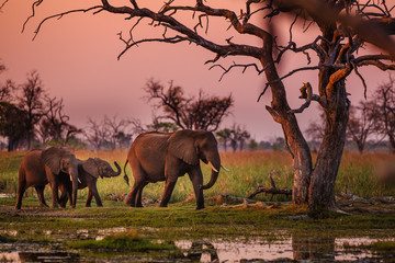 Elephants in Moremi National Park - Botswana - obrazy, fototapety, plakaty