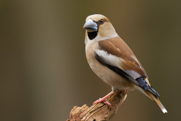 Female hawfinch