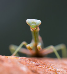 Praying Mantis