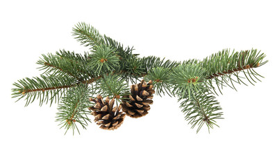 branch of fir-tree and cone