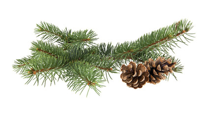 branch of fir-tree and cone