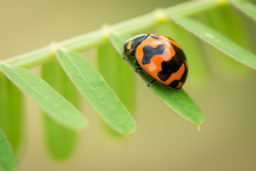 ladybug