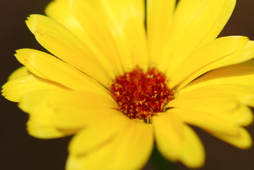 beautiful yellow color flower on black background
