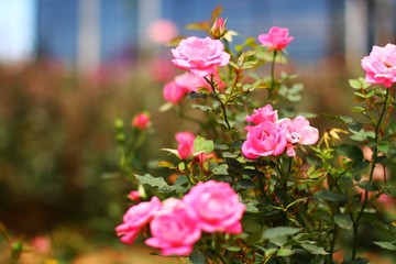 Pink roses in the garden