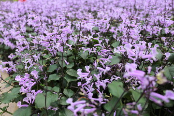 Purple flowers in the garden