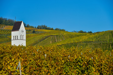 Fototapeta na wymiar Katzenthal in the vineyard of Alsace