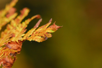 yellow leaf in autumn, blurry background