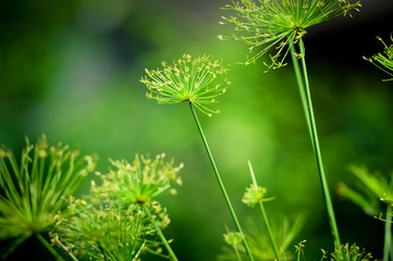 Egyptian papyrus sedge plant.