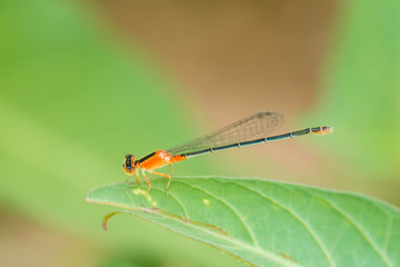 Small dragonfly