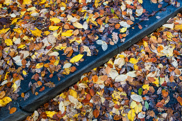 Various colourful wet autumn leaves on the curb of the street