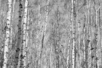 Obraz premium birch forest, black-white photo, autumn landscape