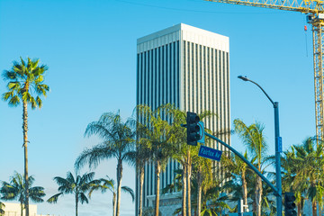palm trees in Fairfax Avenue
