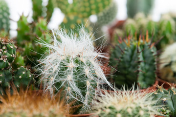 Cactus close-up, shallow depth of field, natural background