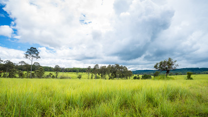 Fototapeta na wymiar meadow savanna landscape