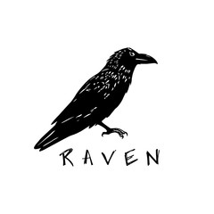 Hand drawn raven