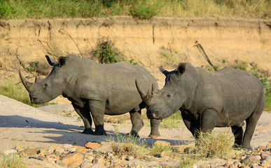 White Rhinoceros Pair, South Africa