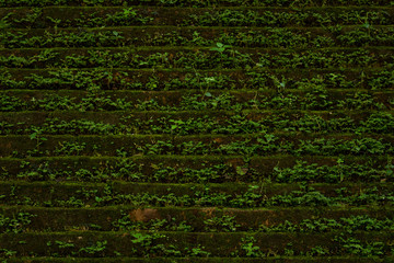The old brick wall with plant background