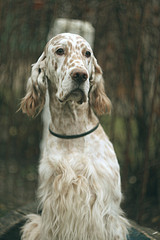 Spotty white English setter portrait in soft focus in vintage style