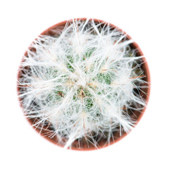 Cactus top view close-up, isolated on white