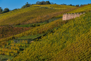 Fototapeta na wymiar Alsace Vineyards, in autumn, France