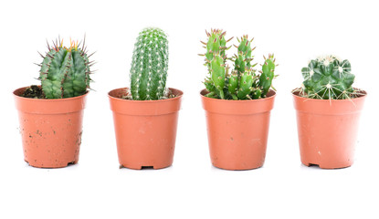 Set cactus, succulent plants in pot, isolated on white. Interior