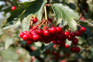 Red berries of Viburnum from the garden