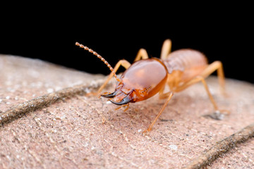 Close up Termites worker on dried leaf