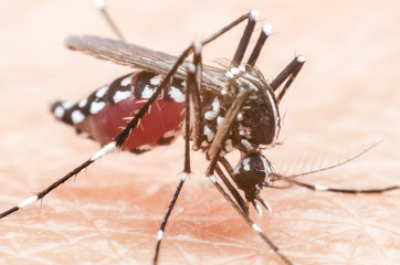 mosquito, malaria, influenza