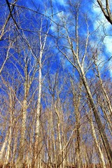 Vertical of Blue Sky and Trees