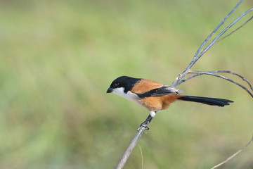 Bird (Long-tailed Shrike) perching on branch
