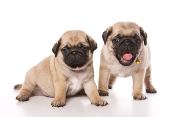 Two pug puppy (isolated on white)