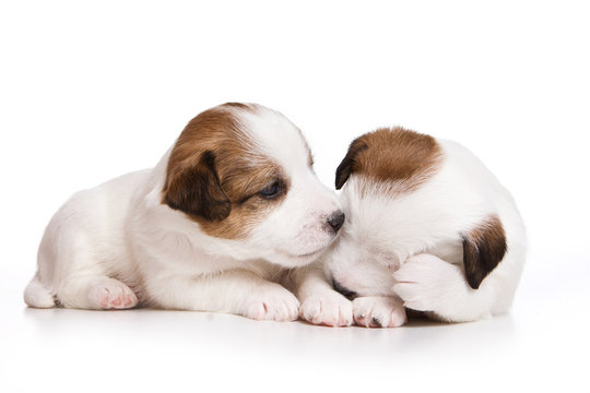 Two puppy dog Jack Russell Terrier (isolated on white)