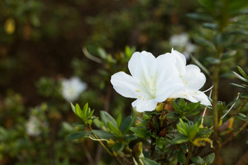 Osbeckia stellata Ham tropical plants purple shrubs .